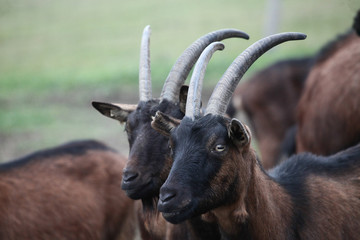 Red black goats with long horns