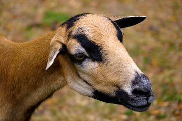 brown goat grazing in a field, sheep close up