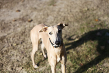 Obraz na płótnie Canvas Pure breed red greyhound