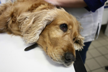 Spaniel at the veterinary