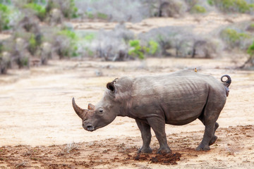 Rhino With Bird on Back in South Africa