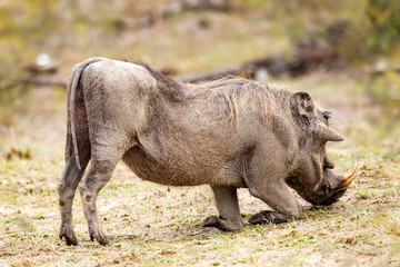 Warthog Grazing in Africa