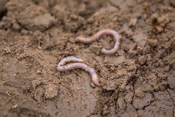 Earthworm lying on soil.