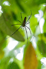 female Golden Web Spider Nephila pilipes