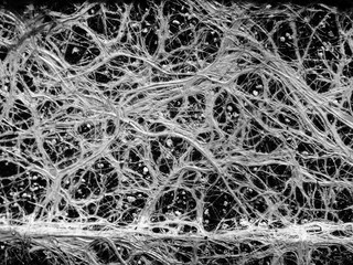 Plant roots like a neural network
