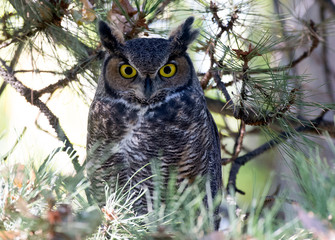 Adult pacific Great Horned Owl