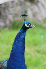 Indian bird peacock