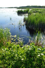 Obraz premium Marsh00002