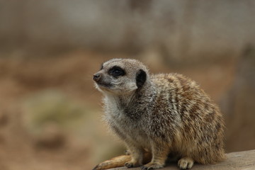 Meerkat