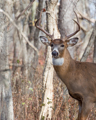 Whitetail Deer Buck