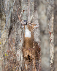 Whitetail Deer Buck