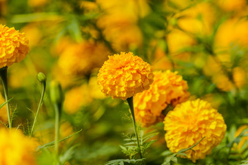 Marigolds