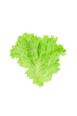 Salad leaf. Lettuce isolated on white background.