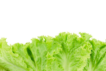 Salad leaf. Lettuce isolated on white background.