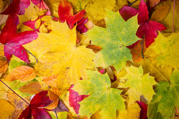 Naklejka na ściany i meble Fall leaves background. autumn leaves