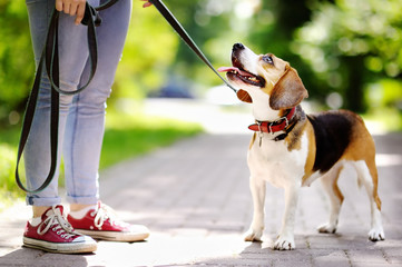 Young woman with Beagle dog in the park