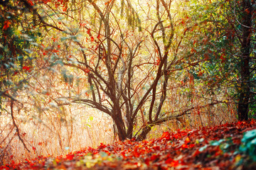 Naklejka na ściany i meble beautiful autumn fall forest, surreal colors of fantasy landscape with trees, branches and red yellow leaves on the ground