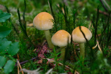 suillus bovinus growing in the forest, also known as the Jersey cow mushroom or bovine bolete