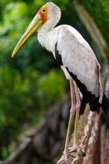 white stork sitting on bridge railings, ciconia, at rainy day.