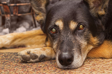 Sad gaze of a dog