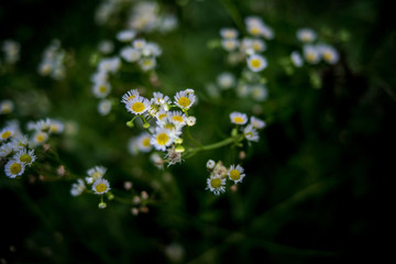 Philadelphia fleabane