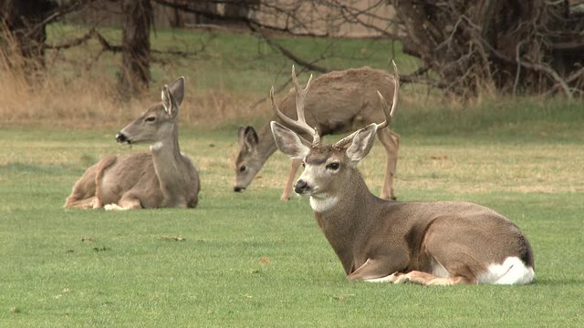 A family of white tailed mule deer relax out in the wild in Oregon.