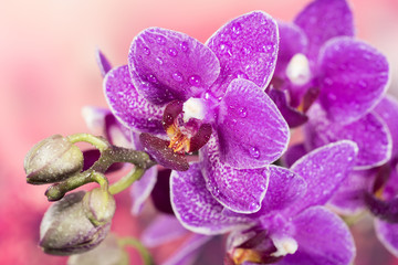 Flowers - Orchidea, Orchid