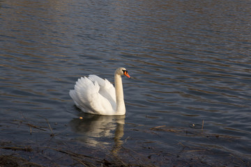 swan
