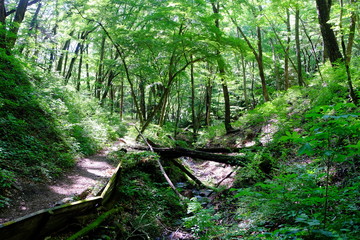 Obraz premium 軽井沢 旧碓氷峠遊歩道