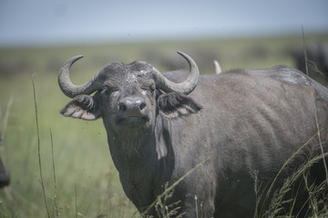 Cape Buffalo