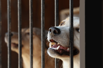 Portrait of homeless dog in animal shelter cage - obrazy, fototapety, plakaty