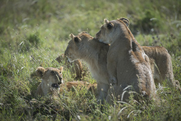 Affectionate Lion Family