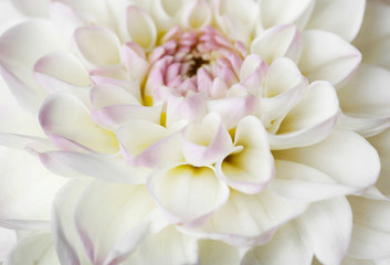 Obraz na płótnie Canvas Beautiful white dahlia flower, closeup
