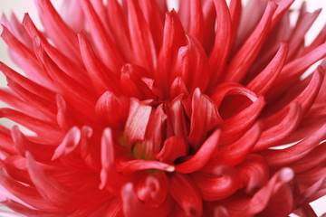 Beautiful red dahlia flower, closeup