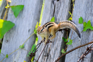 Chipmunk small striped rodent of the squirrel family. The photo Siberian chipmunk...