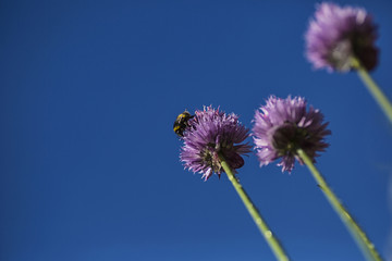 Bumble bee on a chive flower against blue sky