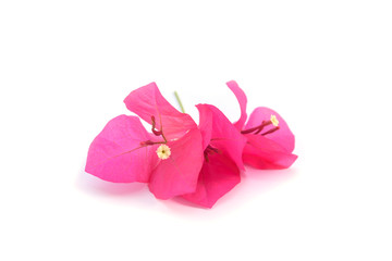 Pink blooming bougainvilleas on white background