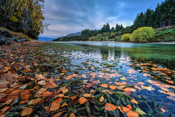Autumn leaves by the river at sunset, Clutha River, Wanaka