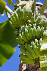 Organic banana on a bunch on a tree