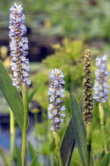 Small and delicate purple aquatic flower