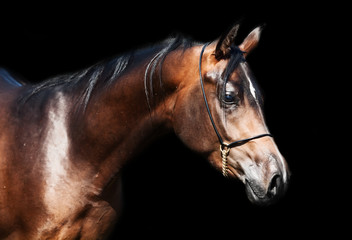 portrait  of beautiful  bay arabian colt