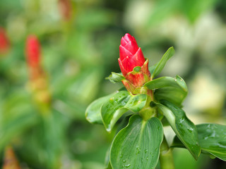 Zerumbet Flower or Zingiber Flowers Red color.