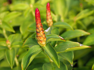 Zerumbet Flower or Zingiber Flowers Red color.