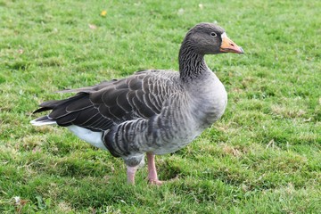 Greylag goose