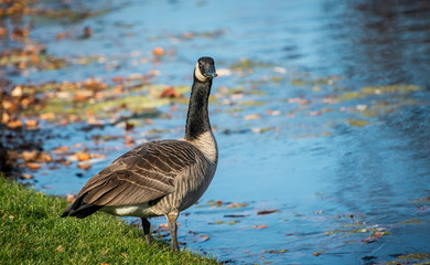 Canadian Geese 