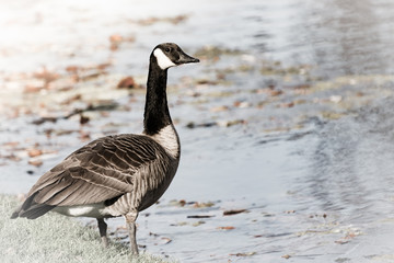 Canadian Geese 