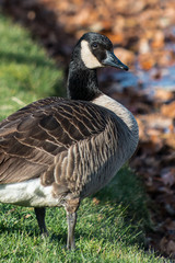 Canadian Geese 
