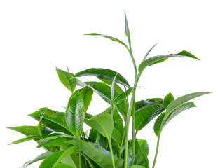 green tea leaf isolated on white background