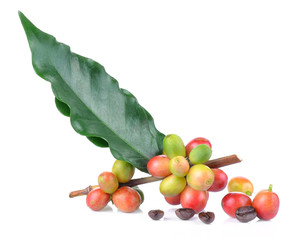 fresh coffee beans isolated on white background