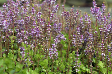 Bunches of tiny and delicate pink aquatic flower